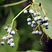 Charleston Berry Photo 9