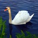 Fern Swan Photo 1