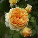 Rose Crown Photo 15
