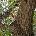 Ginger Cardinal Photo 8