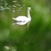 Fern Swan Photo 4