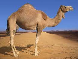 Jack Camel Photo 9
