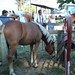 Perry Fair Photo 10