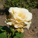 Rose Tota Photo 6