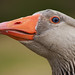 Goose Grey Photo 6