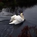 Fern Swan Photo 8